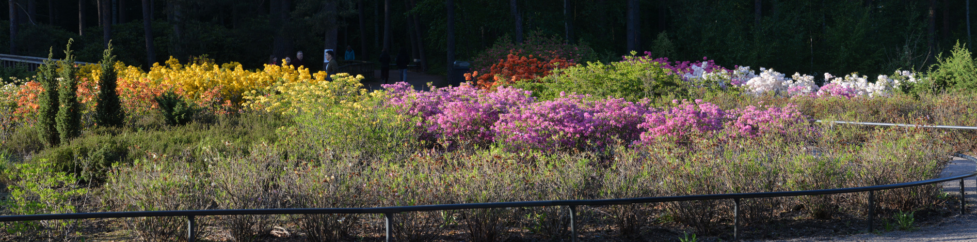 The Haaga Rhododendron Park