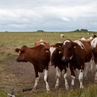 The Hallig Sisters - eine echt kuhle Girlgroup ;-)