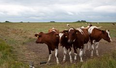 The Hallig Sisters - eine echt kuhle Girlgroup ;-)