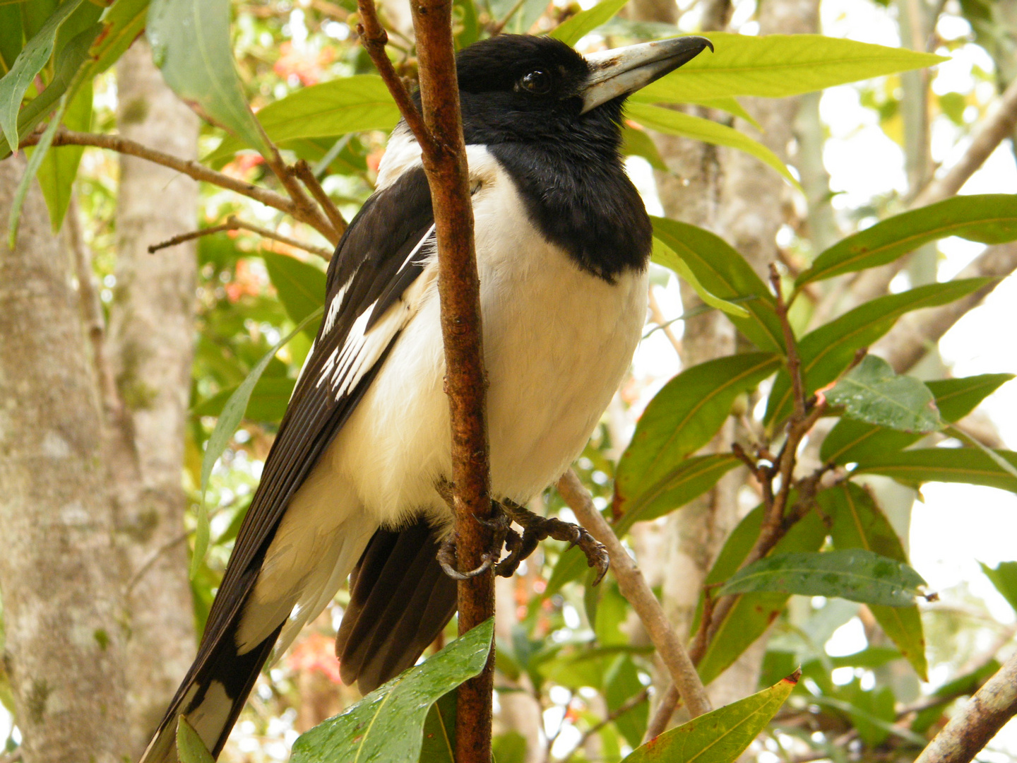 The handsome Pied Butcherbird