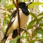 The handsome Pied Butcherbird