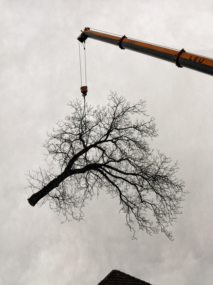 the hanging tree