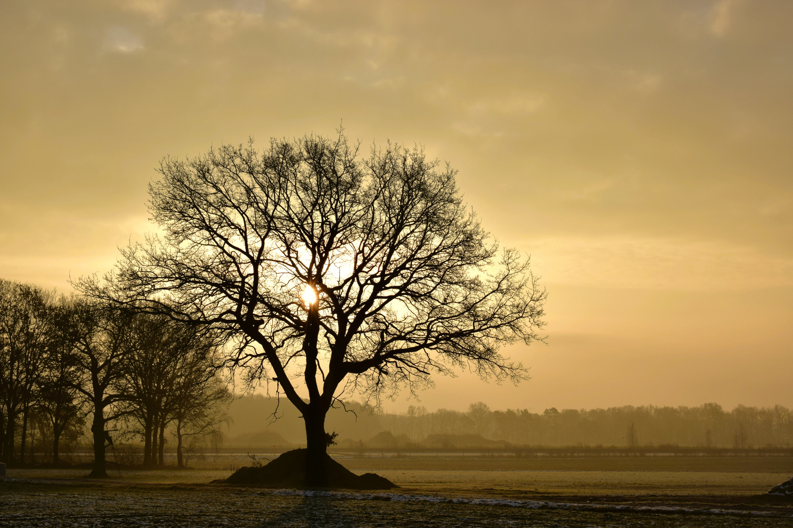 The Hanging tree