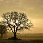 The Hanging tree