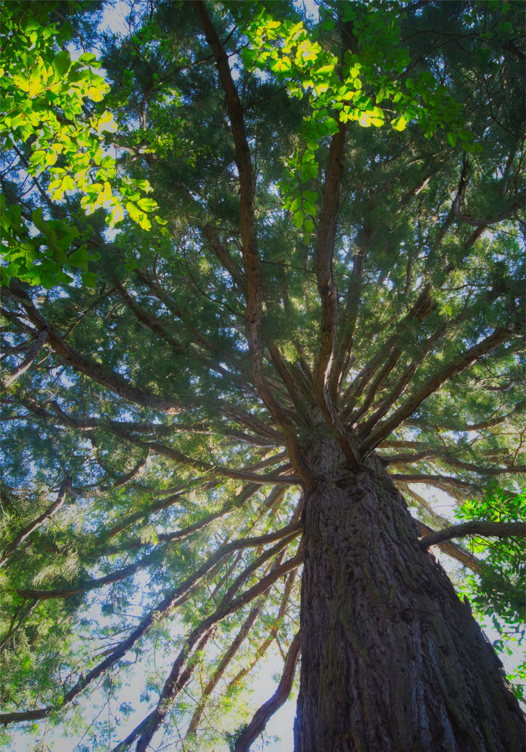 The hanging tree