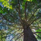 The hanging tree