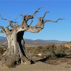 The Hangman's Tree in der Tabernas Wüste