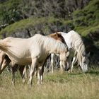 the happiest horses