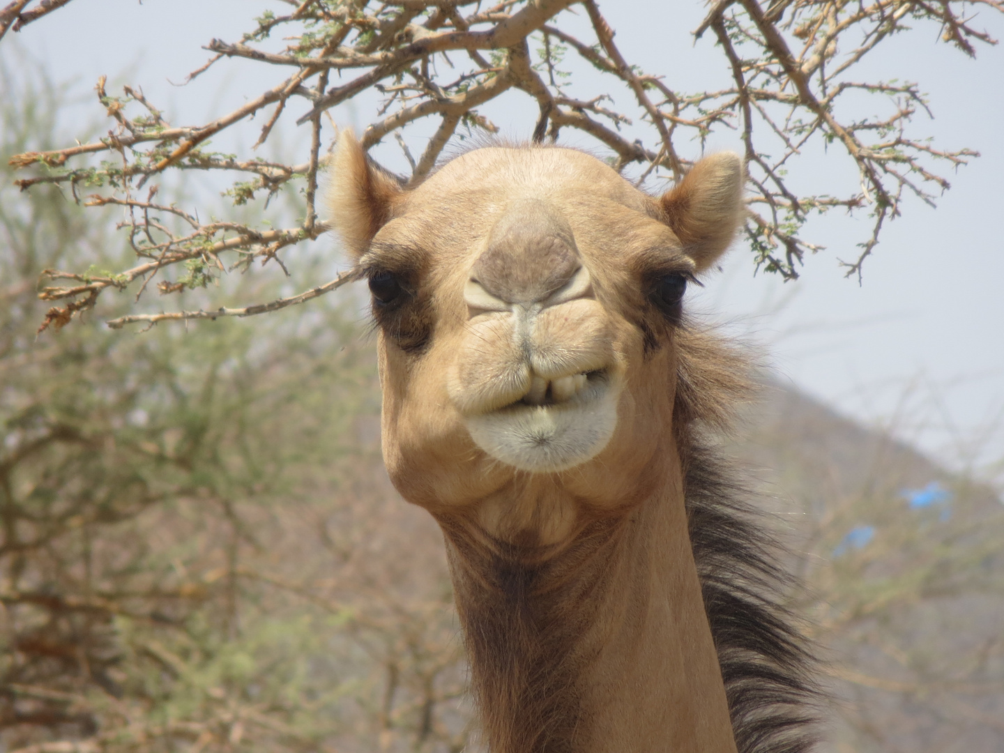 The happy camel