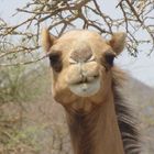 The happy camel