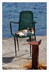 The harbour cat