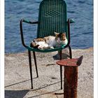 The harbour cat