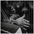 The Harpist