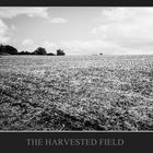 THE HARVESTED FIELD