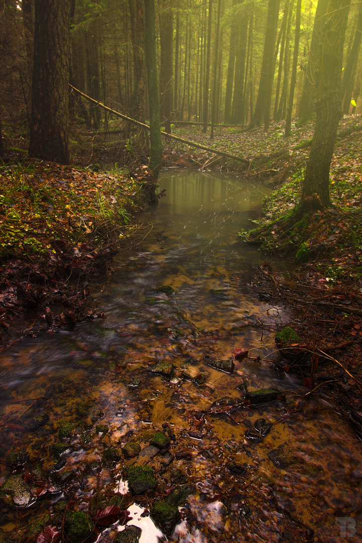 The haunted forest