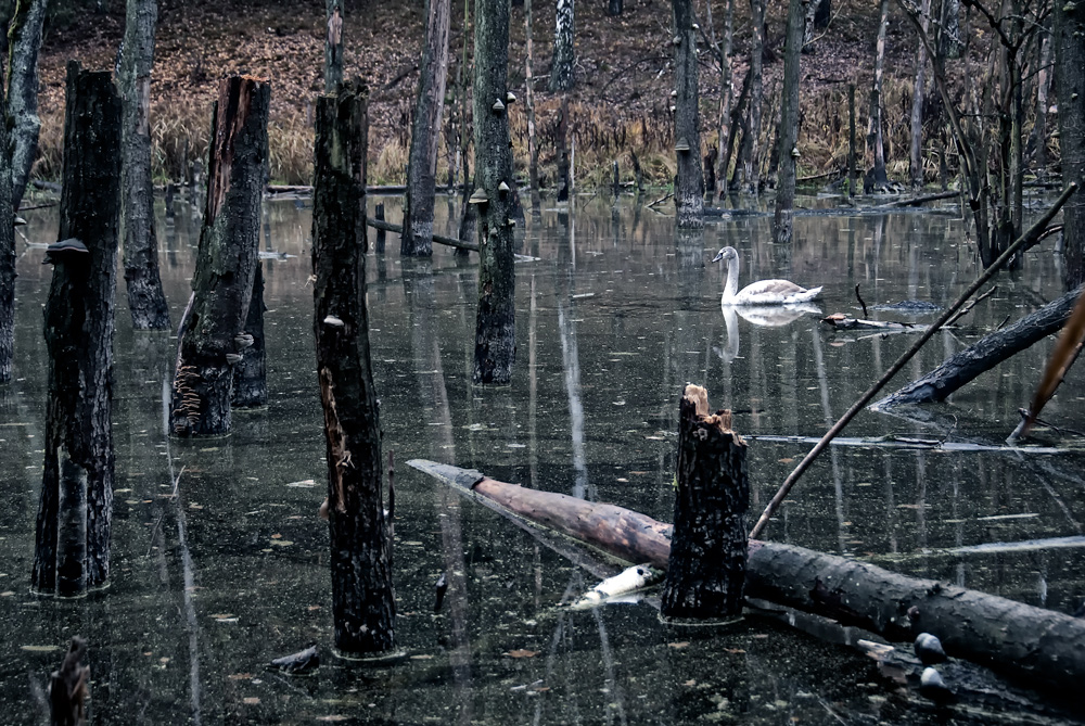 the haunted forest