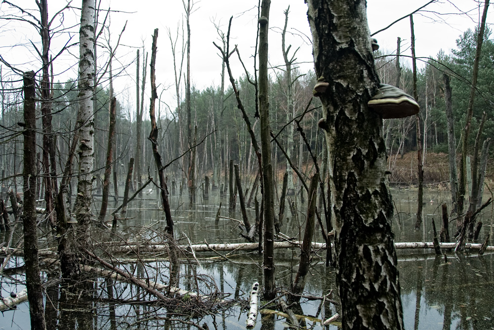 the haunted forest II