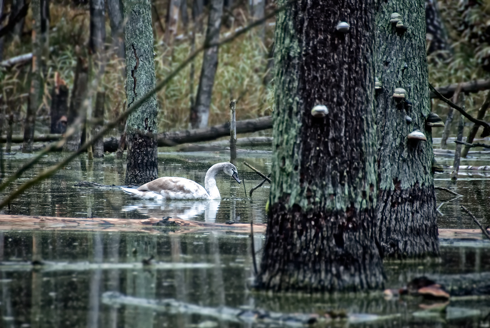 the haunted forest IV