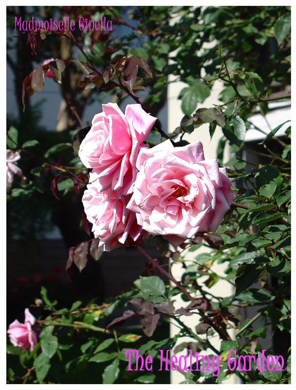 The Healing Garden ...**Roses**