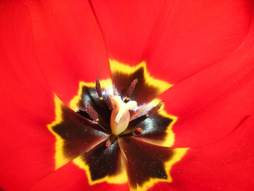 "The Heart of a Tulip"