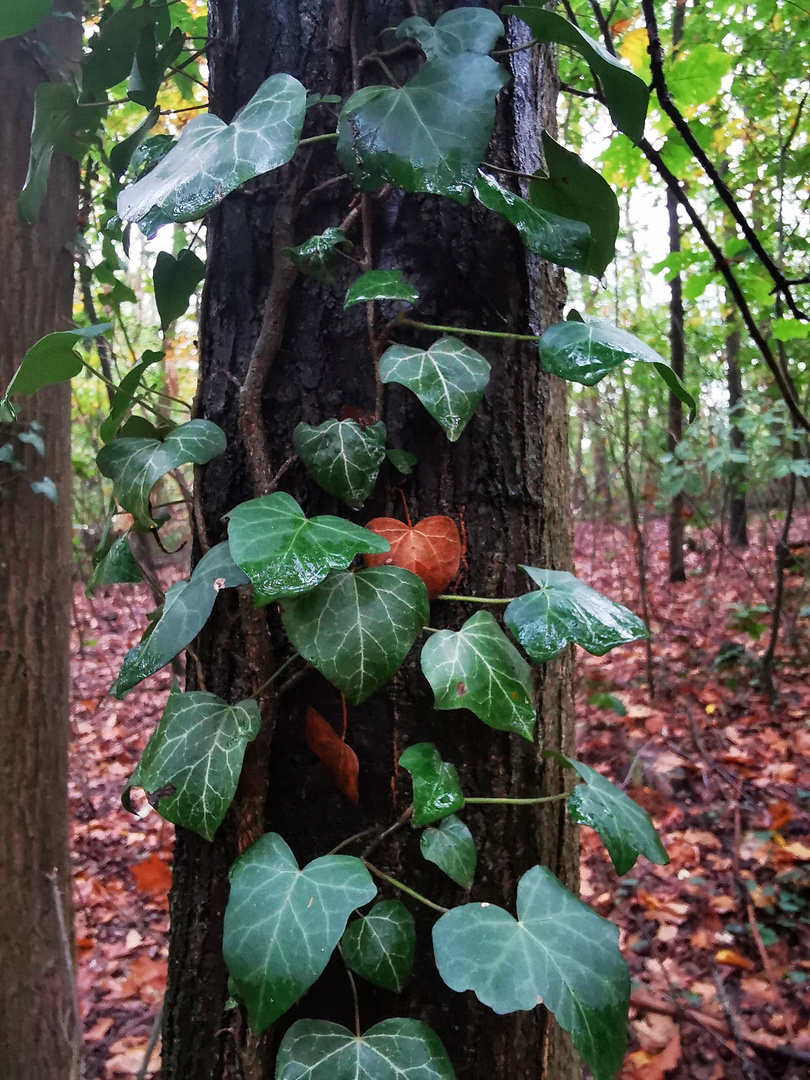 The heart of the tree