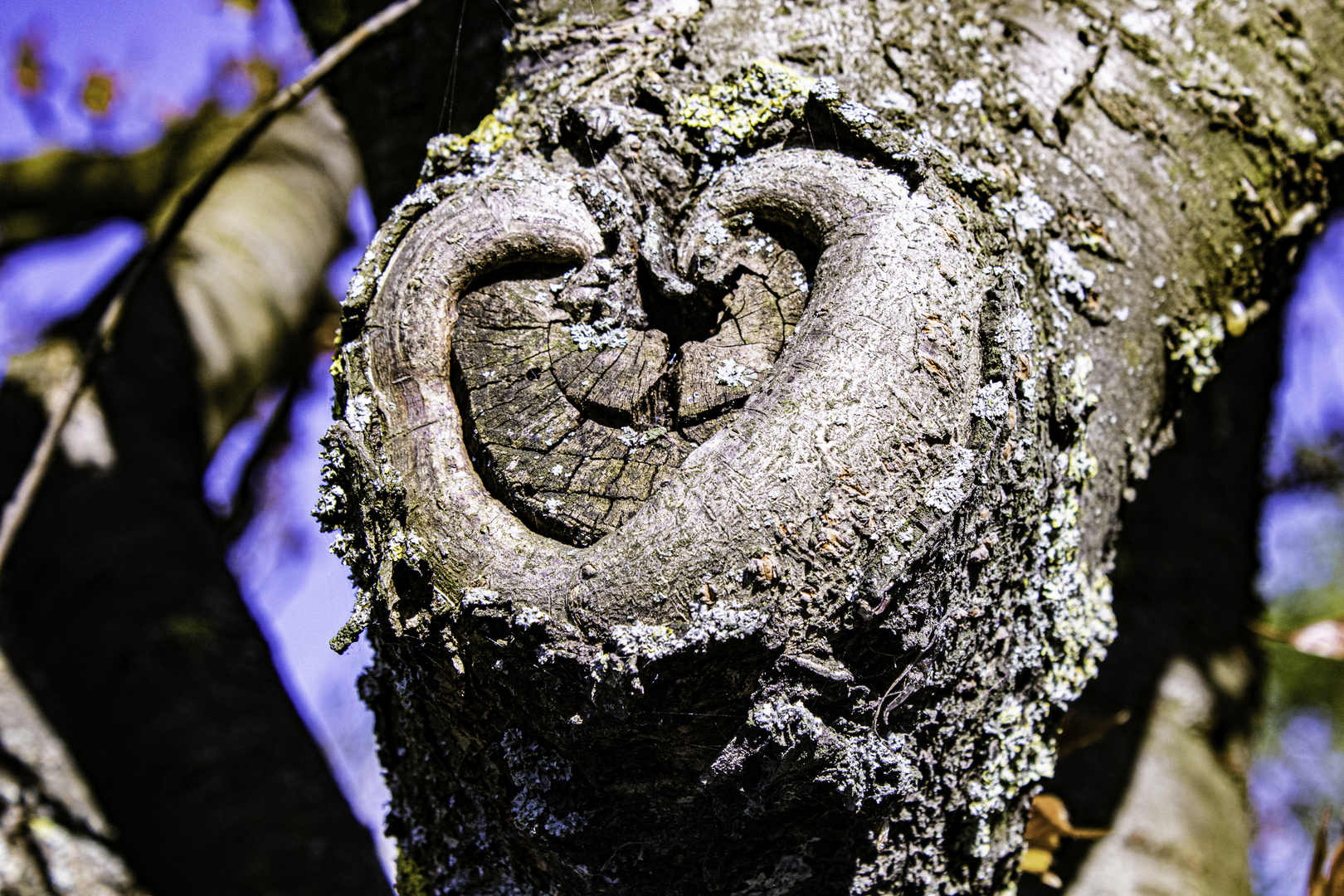 The Heart Tree