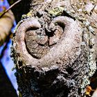 The Heart Tree