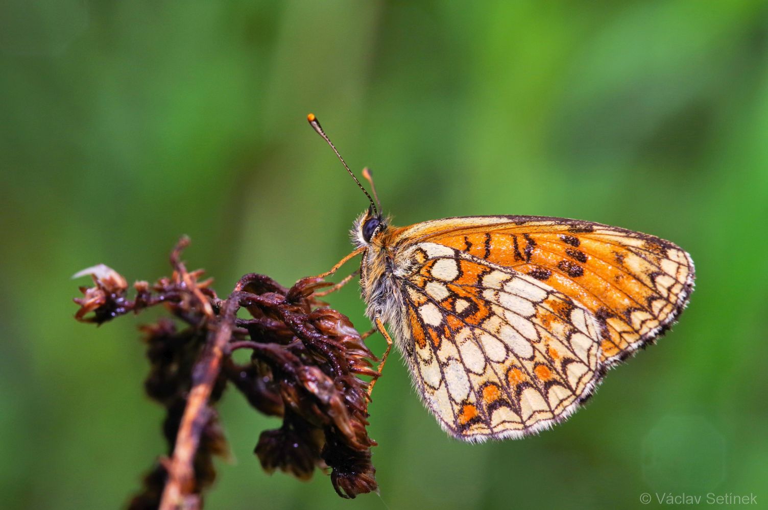 The heath fritillary