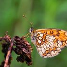 The heath fritillary