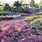 The Heather in March