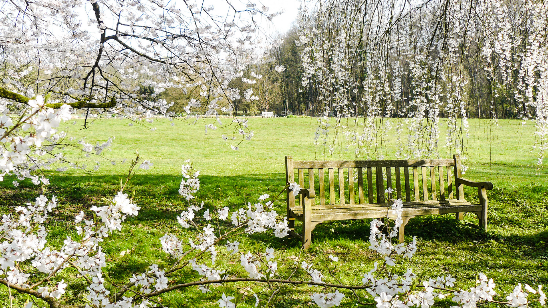 The heavenly bench 