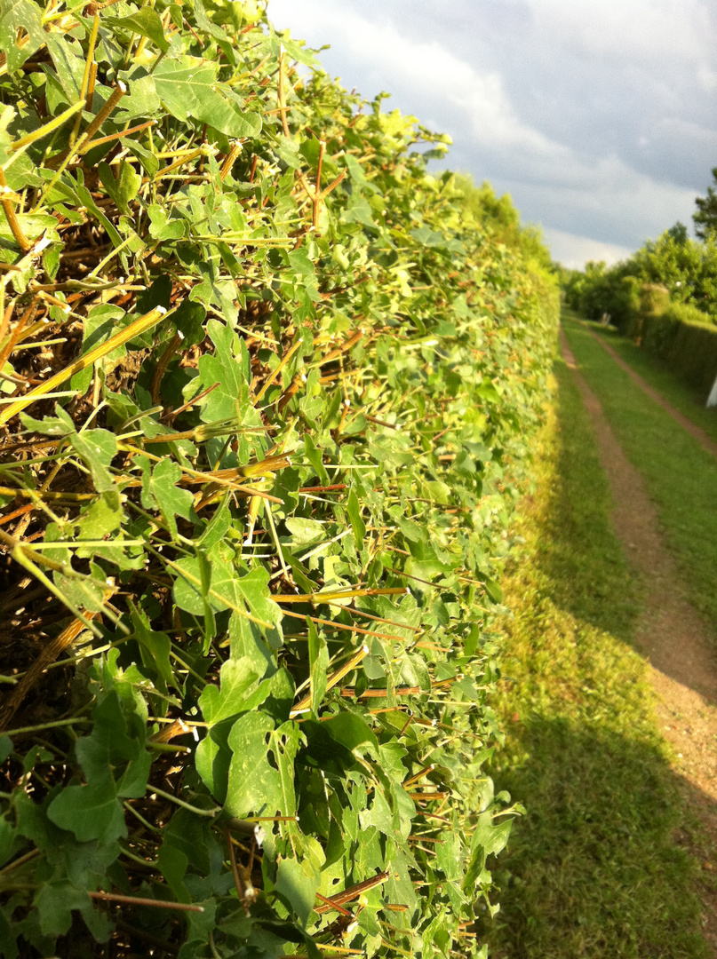 The hedge