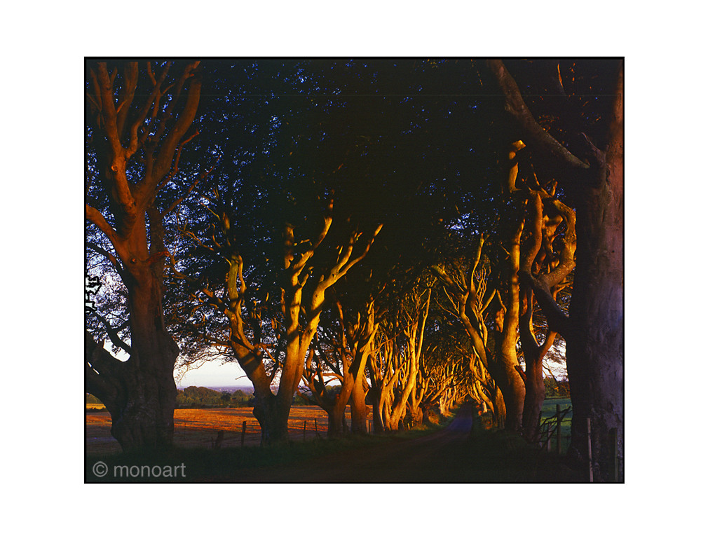 The Hedges, Northern Ireland