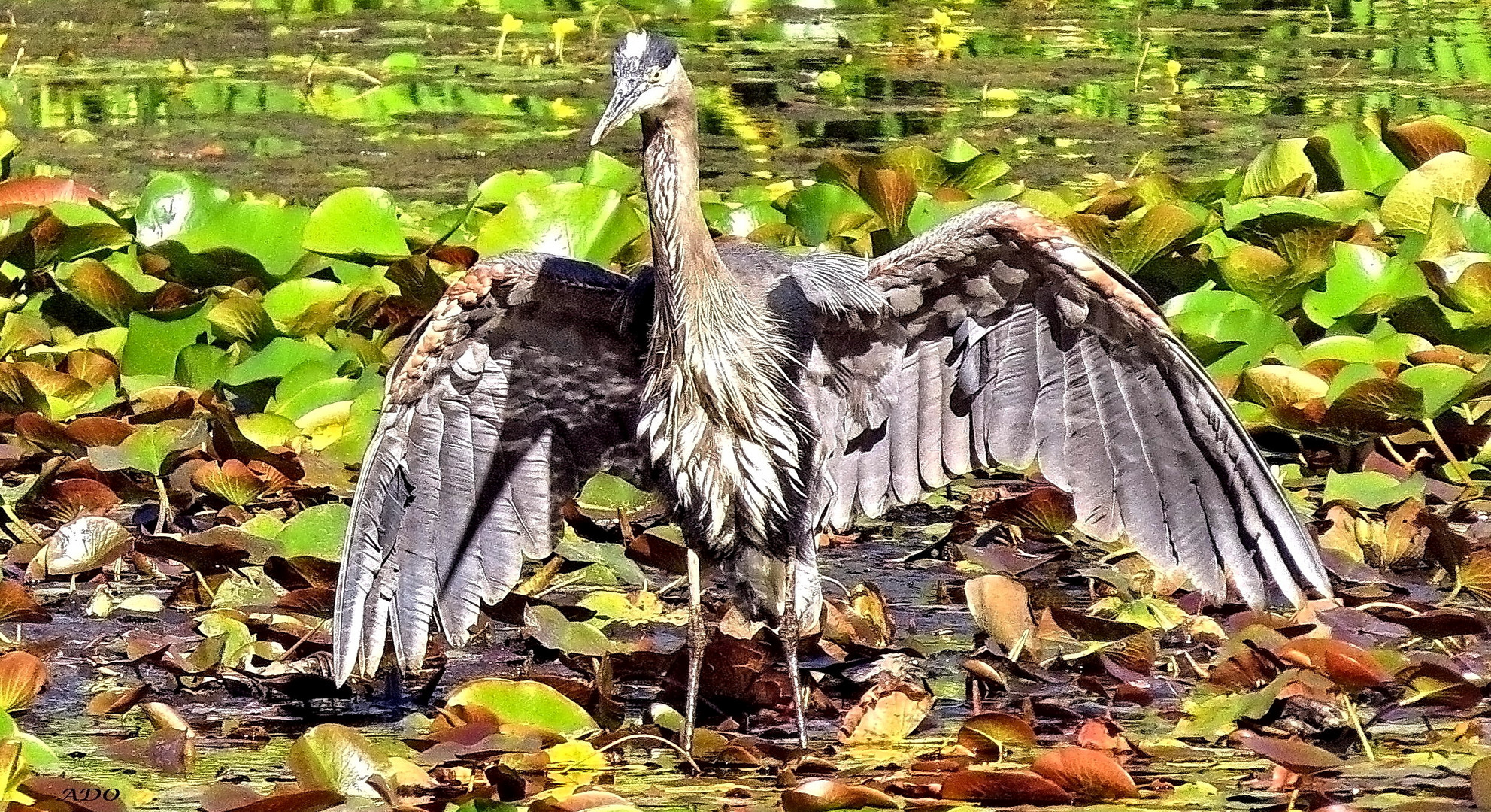 The Heron