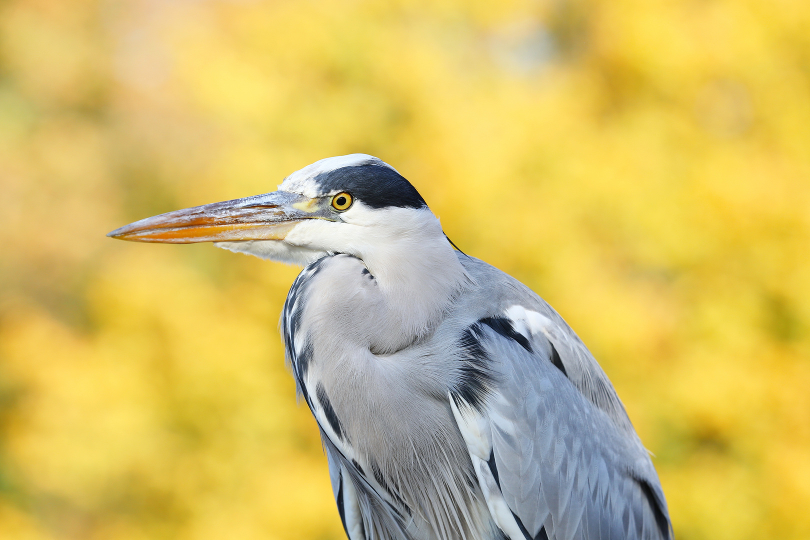 The Heron