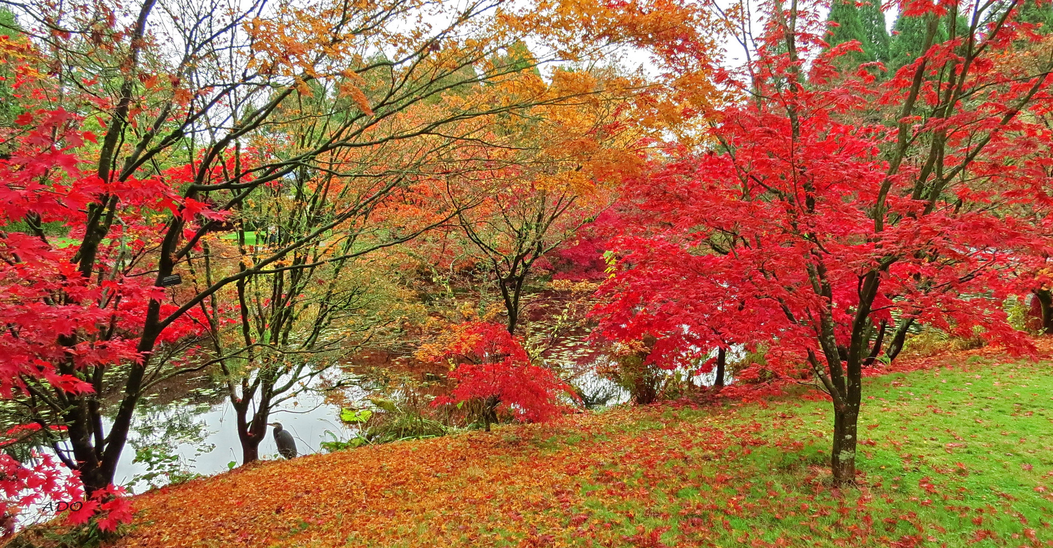 The Heron in Autumn