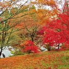 The Heron in Autumn