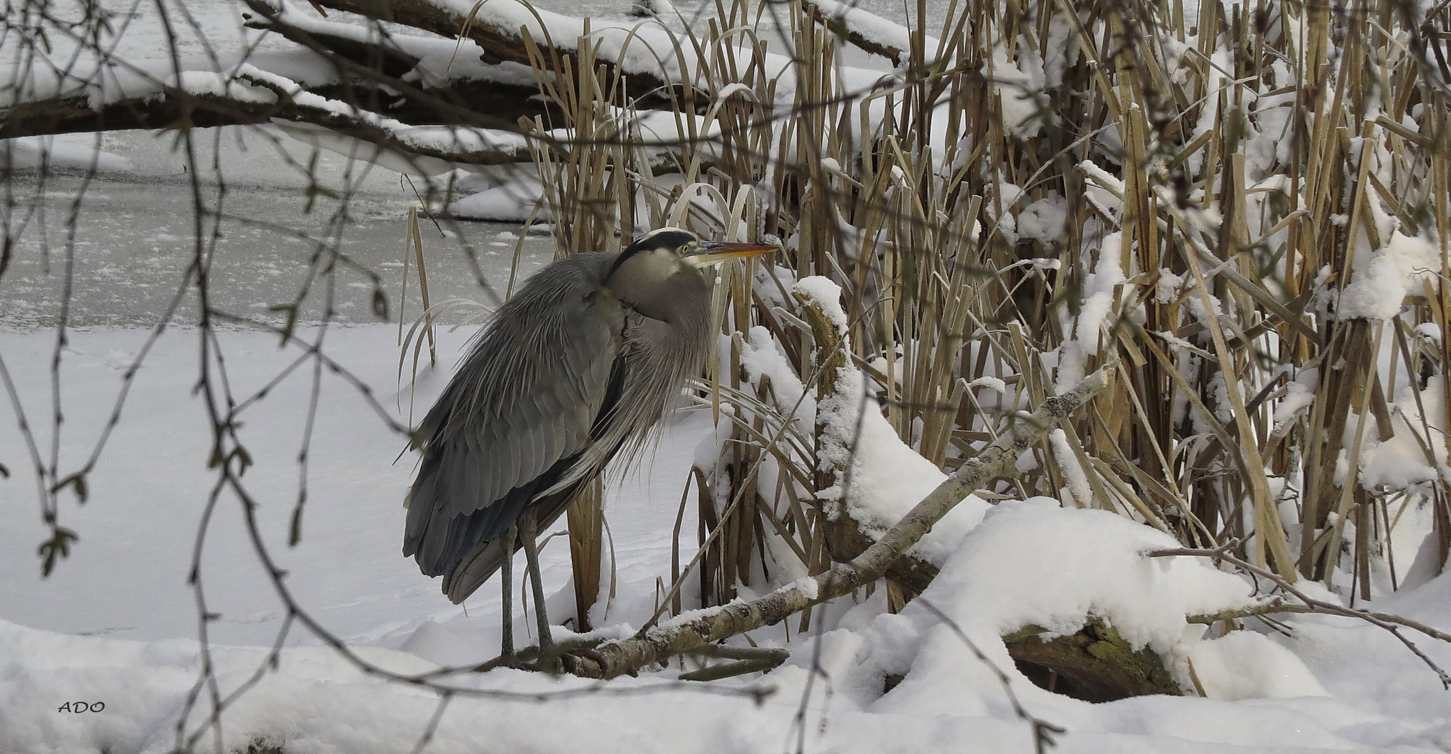 The Heron in Winter