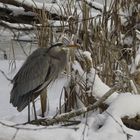 The Heron in Winter