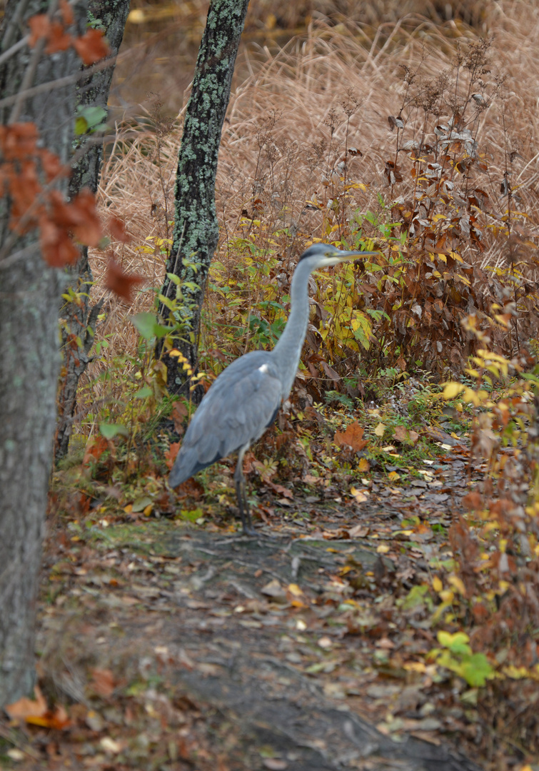 The heron on Seurasaari