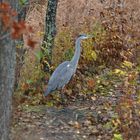 The heron on Seurasaari