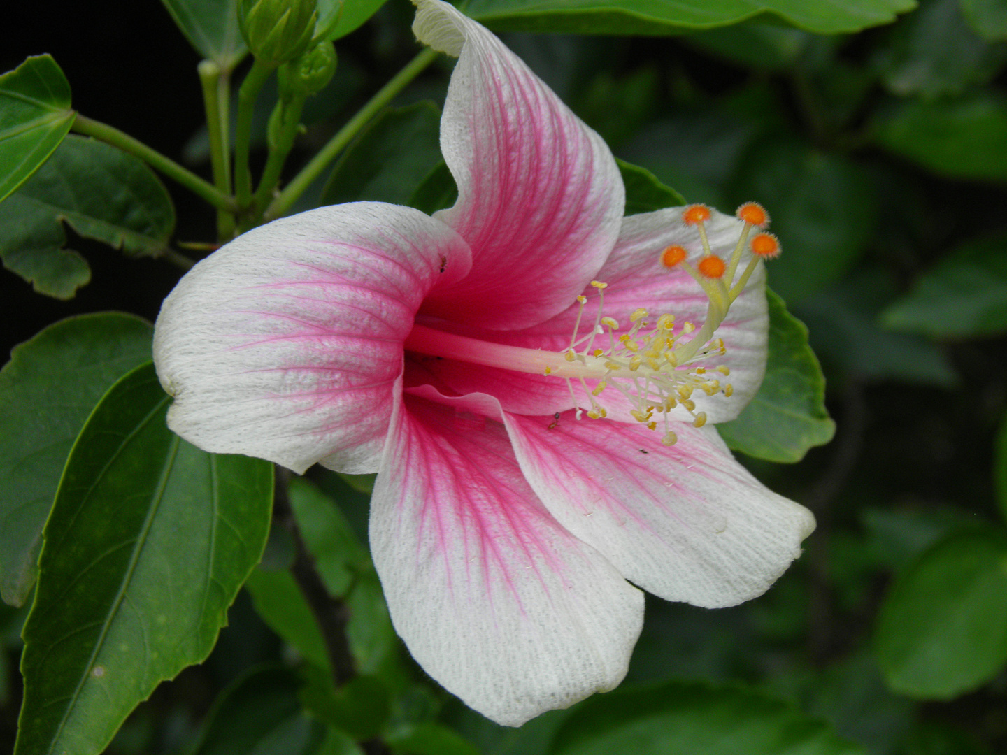 THE HIBISCUS