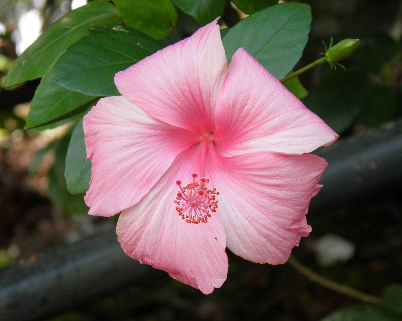 THE HIBISCUS WITH ITS WHORLS