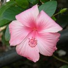 THE HIBISCUS WITH ITS WHORLS