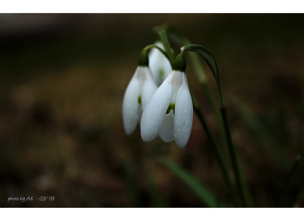 the hidden snowdrops