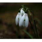 the hidden snowdrops