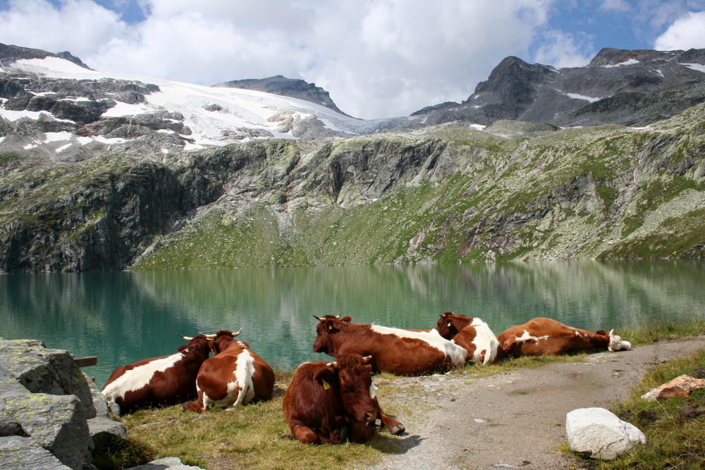 The high mountains siesta