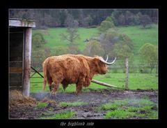 the highland cow