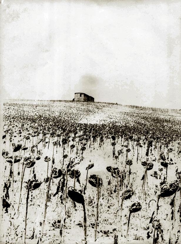 the hill of sunflowers