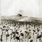 the hill of sunflowers